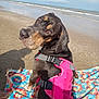 animal, beach, canine, clothing, coast, dog, face, head, hound, lifejacket, nature, outdoors, person, pet, photography, portrait, sea, shoreline, vest, water