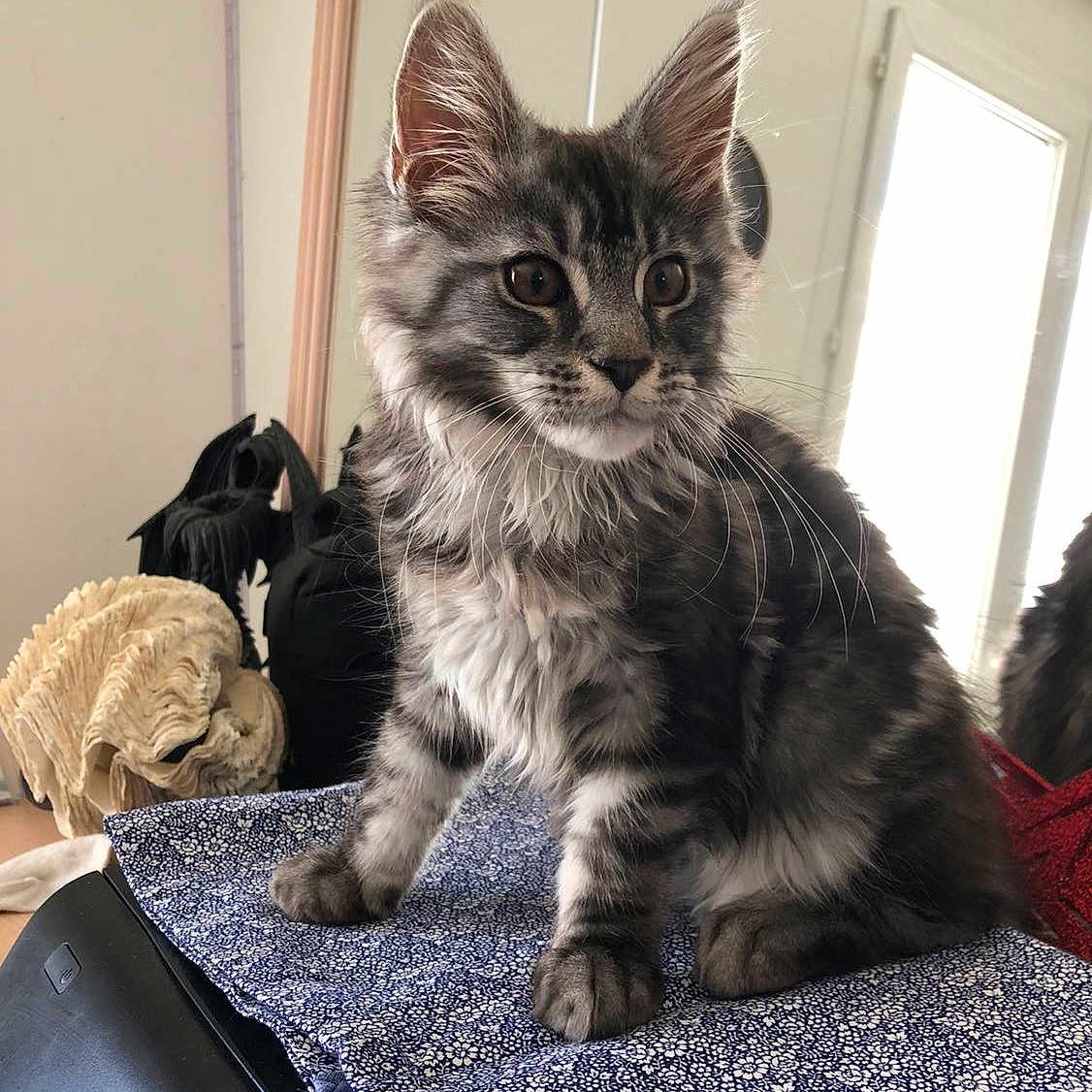 Ysia a rejoint le concours — aidez-le/la à gagner de superbes lots ! cat, cloth, curious, decor, ears, fluffy, fur, gray, indoor, kitten, light, mirror, pattern, paws, reflection, sitting, tabby, table, whiskers, window