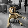 animal, black_and_white_background, blurred_background, canine, chair, collar, desk, dog, floor, focused_subject, golden_retriever, indoor, labrador, laying_down, looking_at_camera, office, paws, pet, plush_toy, toy