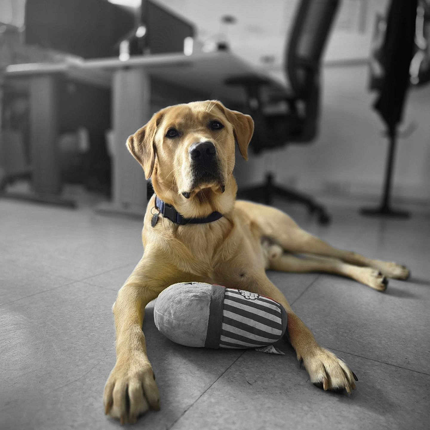 Aryton a rejoint le concours — aidez-le/la à gagner de superbes lots ! animal, black_and_white_background, blurred_background, canine, chair, collar, desk, dog, floor, focused_subject, golden_retriever, indoor, labrador, laying_down, looking_at_camera, office, paws, pet, plush_toy, toy