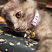 Nova is registered to the contest to win money with this photo: cat, kitten, gray_fur, collar, bell, close_up, indoor, pet, animal, curious, soft_fur, resting, patterned_fabric, young_cat, whiskers, cute, domestic_cat, feline, portrait, closeup