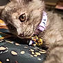 cat, kitten, gray_fur, collar, bell, close_up, indoor, pet, animal, curious, soft_fur, resting, patterned_fabric, young_cat, whiskers, cute, domestic_cat, feline, portrait, closeup
