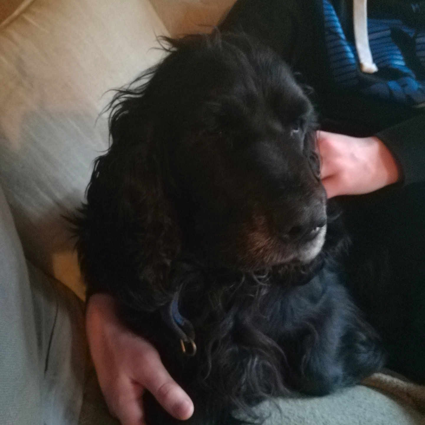 Eden participe au concours pour gagner de l'argent avec cette photo : animal, armchair, canine, chair, cockerspaniel, couch, cushion, dog, furniture, homedecor, hound, labradorretriever, linen, papillon, pet, puppy, terrier