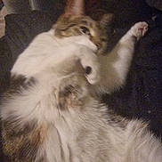 Nova is registered to the contest to win money with this photo: cat, feline, pet, lying_down, fur, paw, white_fur, brown_fur, tabby, indoor, resting, sleepy, closeup, animal, cute, whiskers, claw, relaxed, soft, mammal