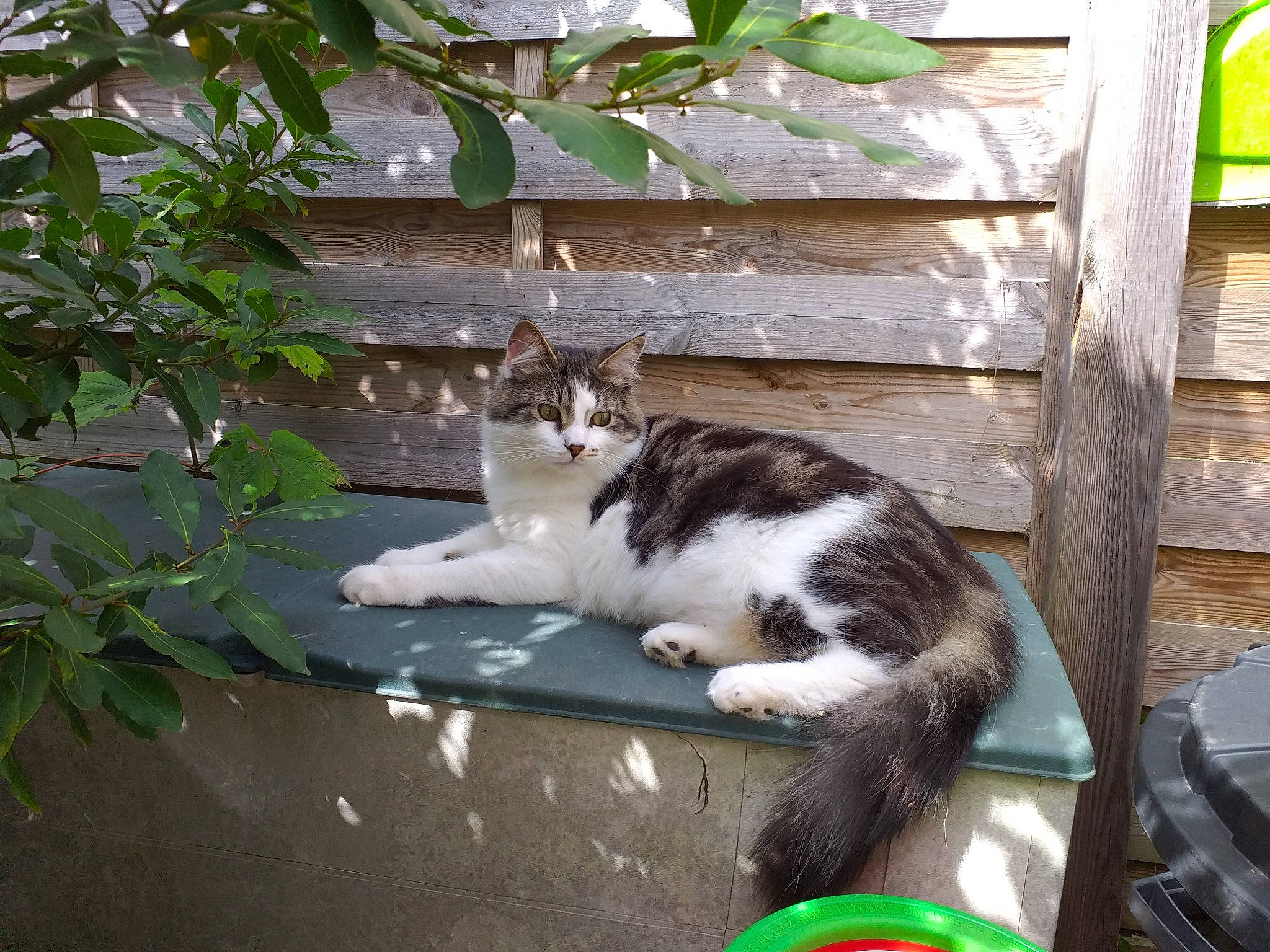 Tobby participe au concours pour gagner de l'argent avec cette photo : carnivore, cat, domestic_short_haired_cat, felidae, fur, grass, hardwood, plant, sitting, small_to_medium_sized_cats, tail, tree, whiskers, window, wood