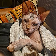 Rebecca participe au concours pour gagner de l'argent avec cette photo : cat, sphynx_cat, hairless_cat, pet, animal, wrinkled, ears, face, eyes, portrait, blanket, cozy, indoors, couch, cushion, chair, patterned_fabric, warm_lighting, crossed_legs, relaxed