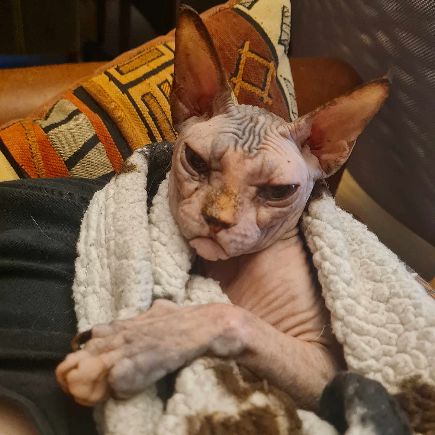 Rebecca participe au concours pour gagner de l'argent avec cette photo : cat, sphynx_cat, hairless_cat, pet, animal, wrinkled, ears, face, eyes, portrait, blanket, cozy, indoors, couch, cushion, chair, patterned_fabric, warm_lighting, crossed_legs, relaxed