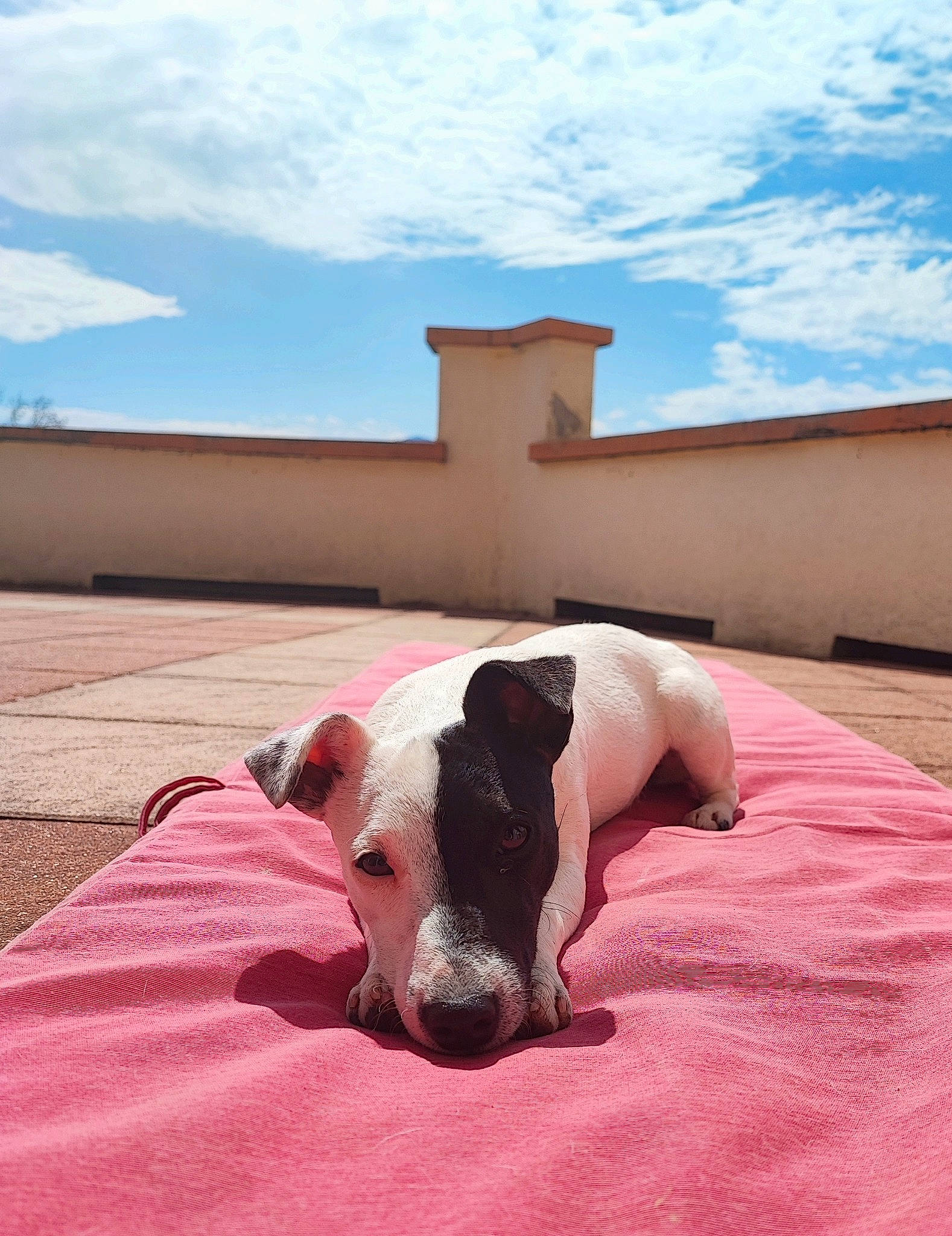 Lulu a rejoint le concours — aidez-le/la à gagner de superbes lots ! cloud, comfort, companion_dog, dog, dog_breed, fawn, flooring, grass, horizon, human_leg, landscape, leisure, livestock, magenta, ocean, roof, sky, soil, tints_and_shades, working_animal