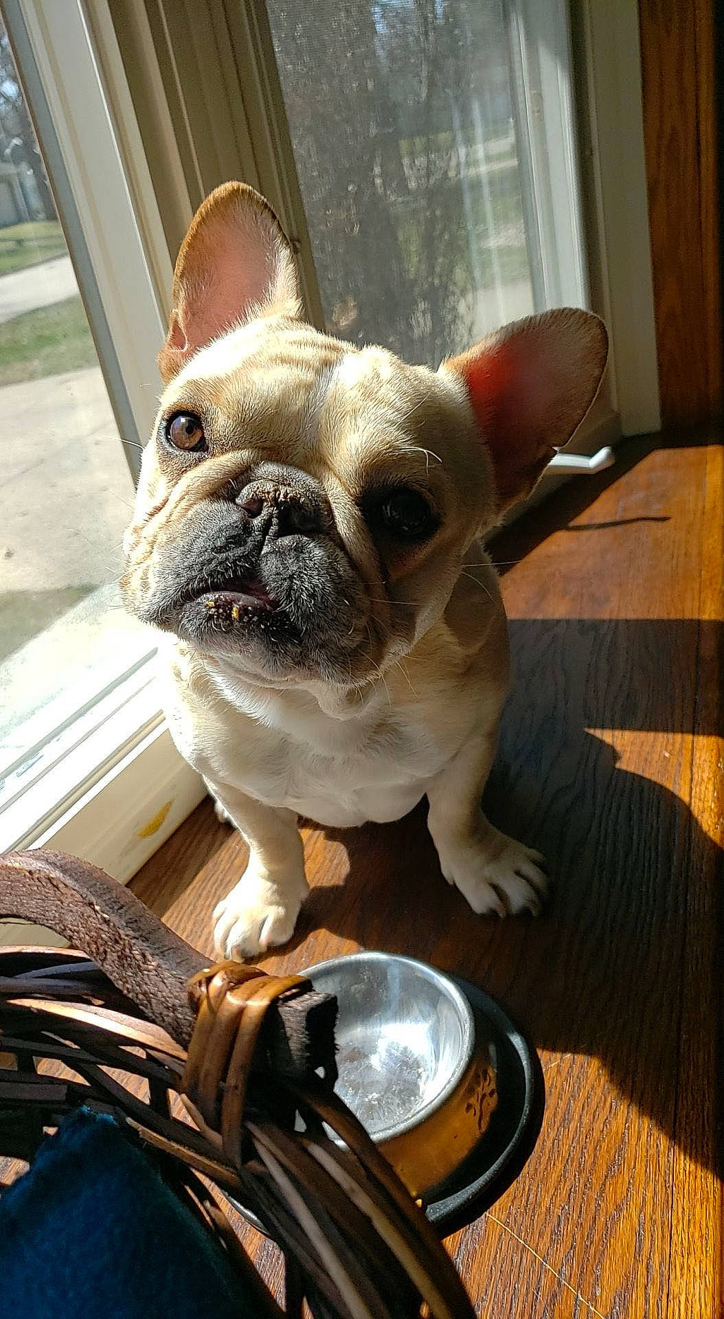 Odin joined the competition — help win amazing prizes! bulldog, canidae, carnivore, companion_dog, dog, dog_breed, fawn, flooring, grass, hardwood, kitchen_utensil, light, snout, sporting_group, terrestrial_animal, toy_dog, whiskers, wood, working_animal, wrinkle