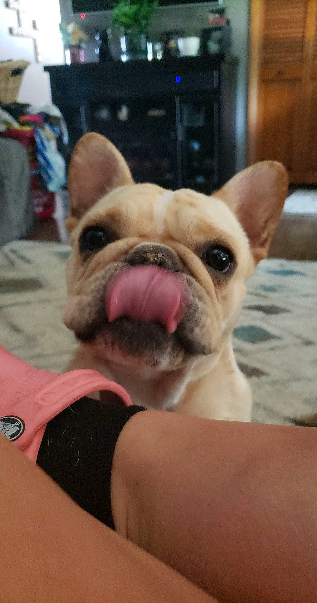 Odin joined the competition — help win amazing prizes! bulldog, canidae, carnivore, comfort, companion_dog, dog, dog_breed, ear, eye, fawn, flooring, french_bulldog, molosser, snout, sporting_group, terrestrial_animal, toy_dog, whiskers, working_animal, wrinkle