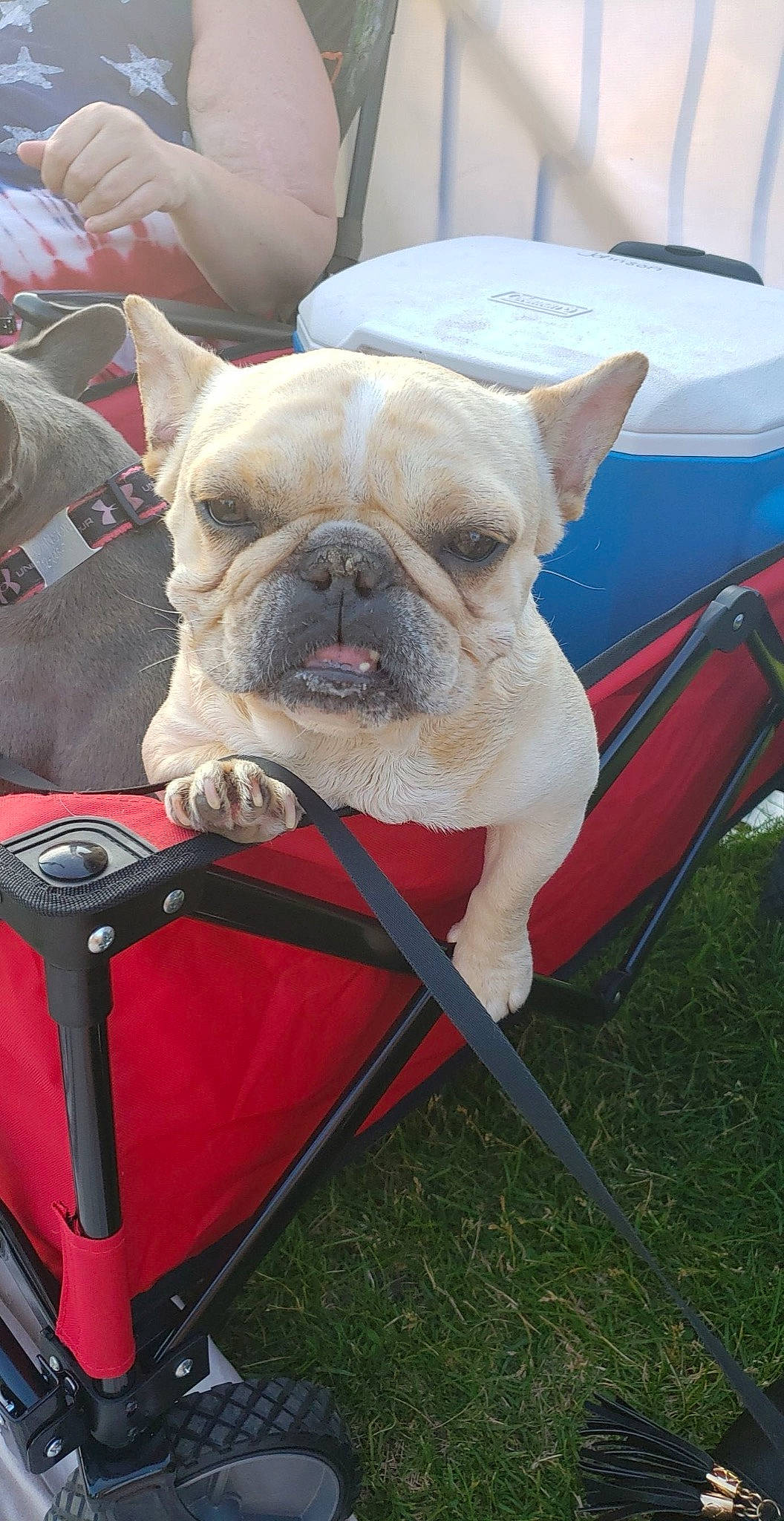 Odin is registered to the contest to win money with this photo: bulldog, canidae, carnivore, chair, collar, comfort, companion_dog, dog, dog_breed, dog_collar, fawn, grass, mammal, non_sporting_group, snout, sporting_group, terrestrial_animal, toy_dog, working_animal, wrinkle