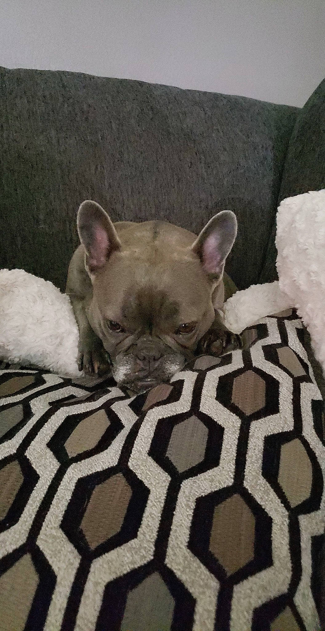 Olive joined the competition — help win amazing prizes! bedding, canidae, carnivore, comfort, companion_dog, dog_breed, fawn, felidae, fur, grey, linens, non_sporting_group, pattern, paw, small_to_medium_sized_cats, snout, terrestrial_animal, toy_dog, whiskers, wildlife