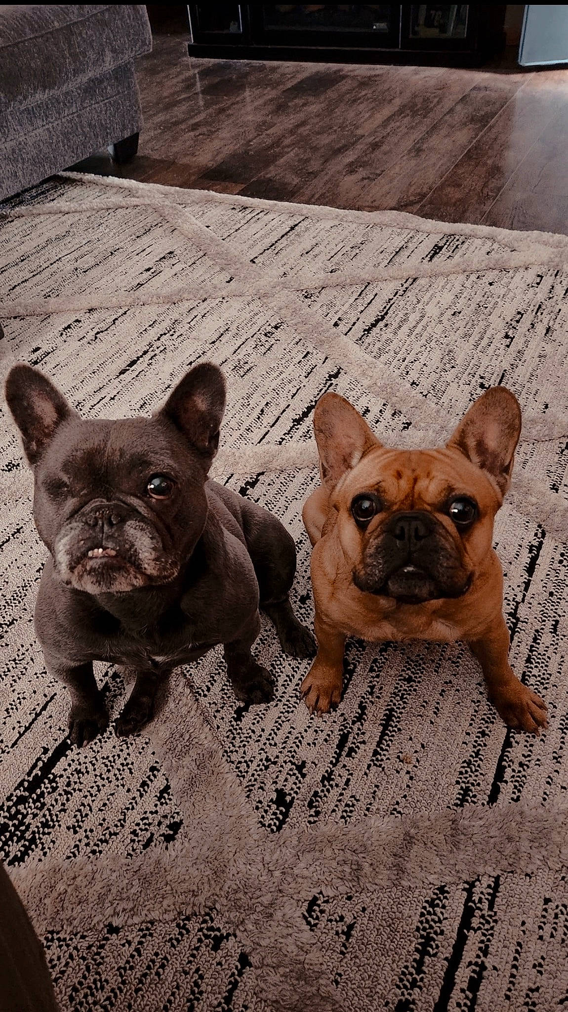 Olive is registered to the contest to win money with this photo: brown, bulldog, canidae, carnivore, companion_dog, dog, dog_breed, fawn, french_bulldog, mammal, pug, snout, sporting_group, terrestrial_animal, toy_dog, vertebrate, whiskers, wood, working_animal, wrinkle