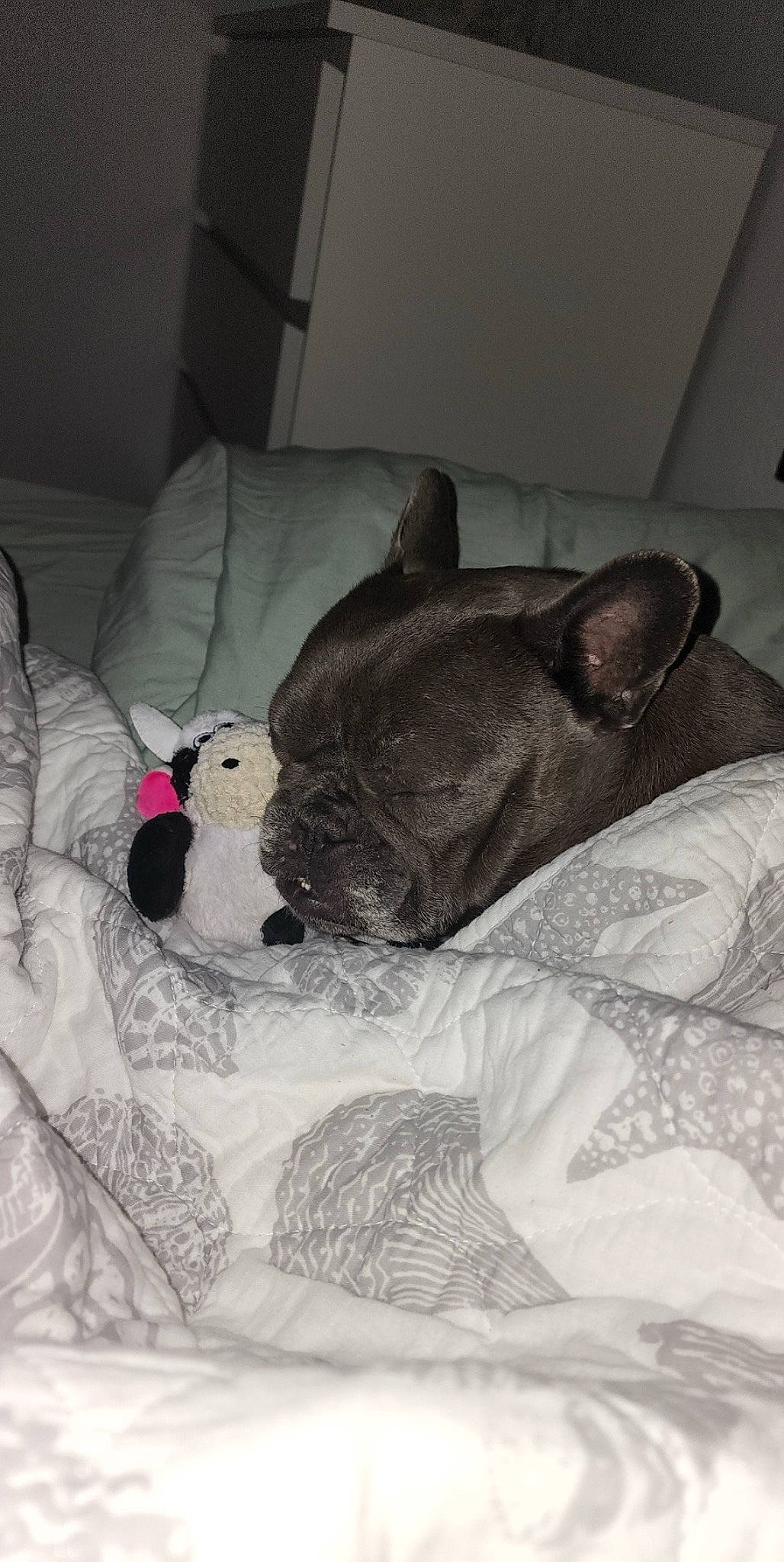 Olive joined the competition — help win amazing prizes! bed, bedding, canidae, carnivore, comfort, companion_dog, couch, dog, dog_breed, fawn, felidae, grey, linens, small_to_medium_sized_cats, snout, sporting_group, tail, terrestrial_animal, whiskers, working_animal