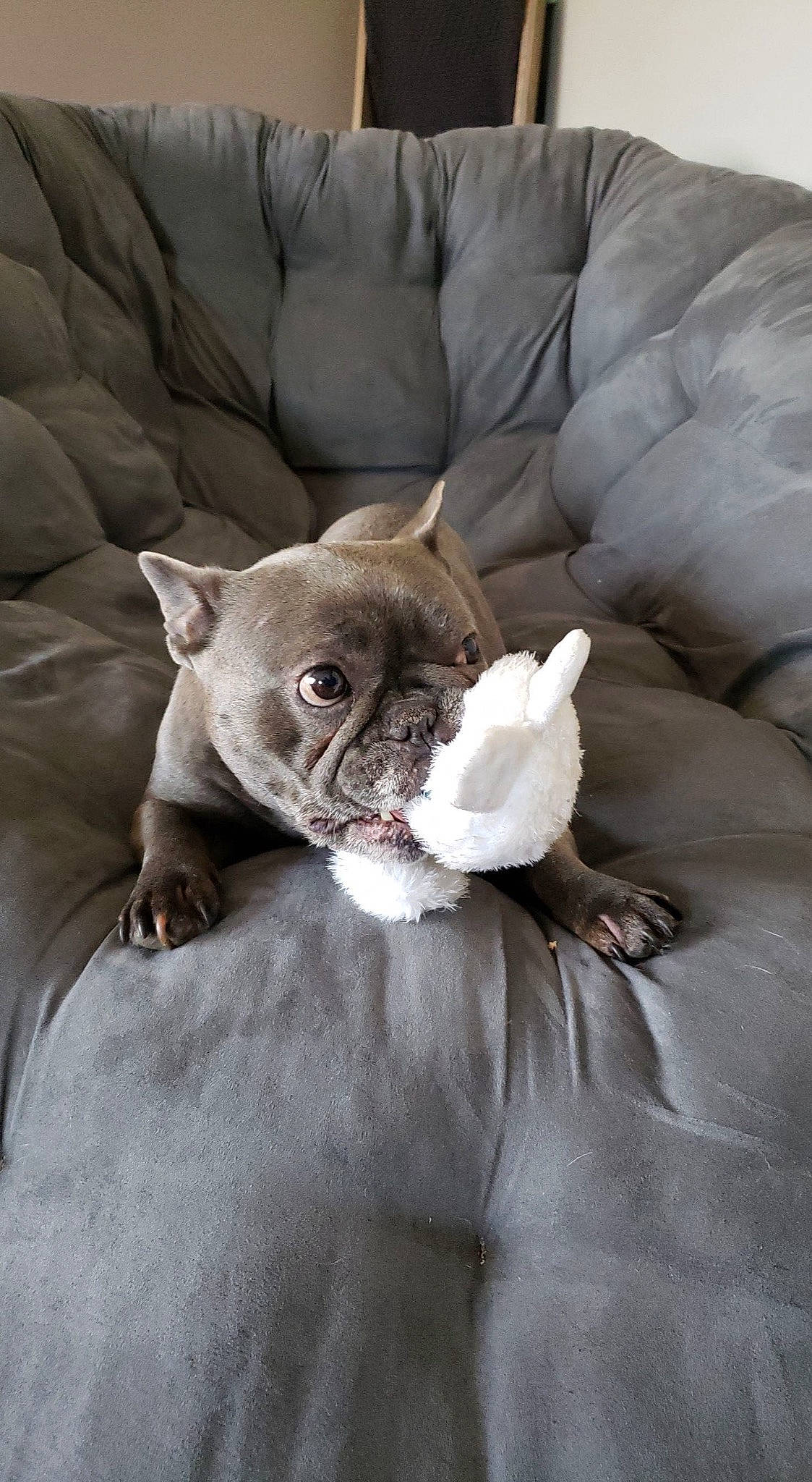 Olive is registered to the contest to win money with this photo: canidae, carnivore, comfort, companion_dog, dog, dog_breed, ear, fawn, felidae, fur, grey, linens, nap, small_to_medium_sized_cats, snout, sporting_group, toy_dog, whiskers, working_animal, wrinkle