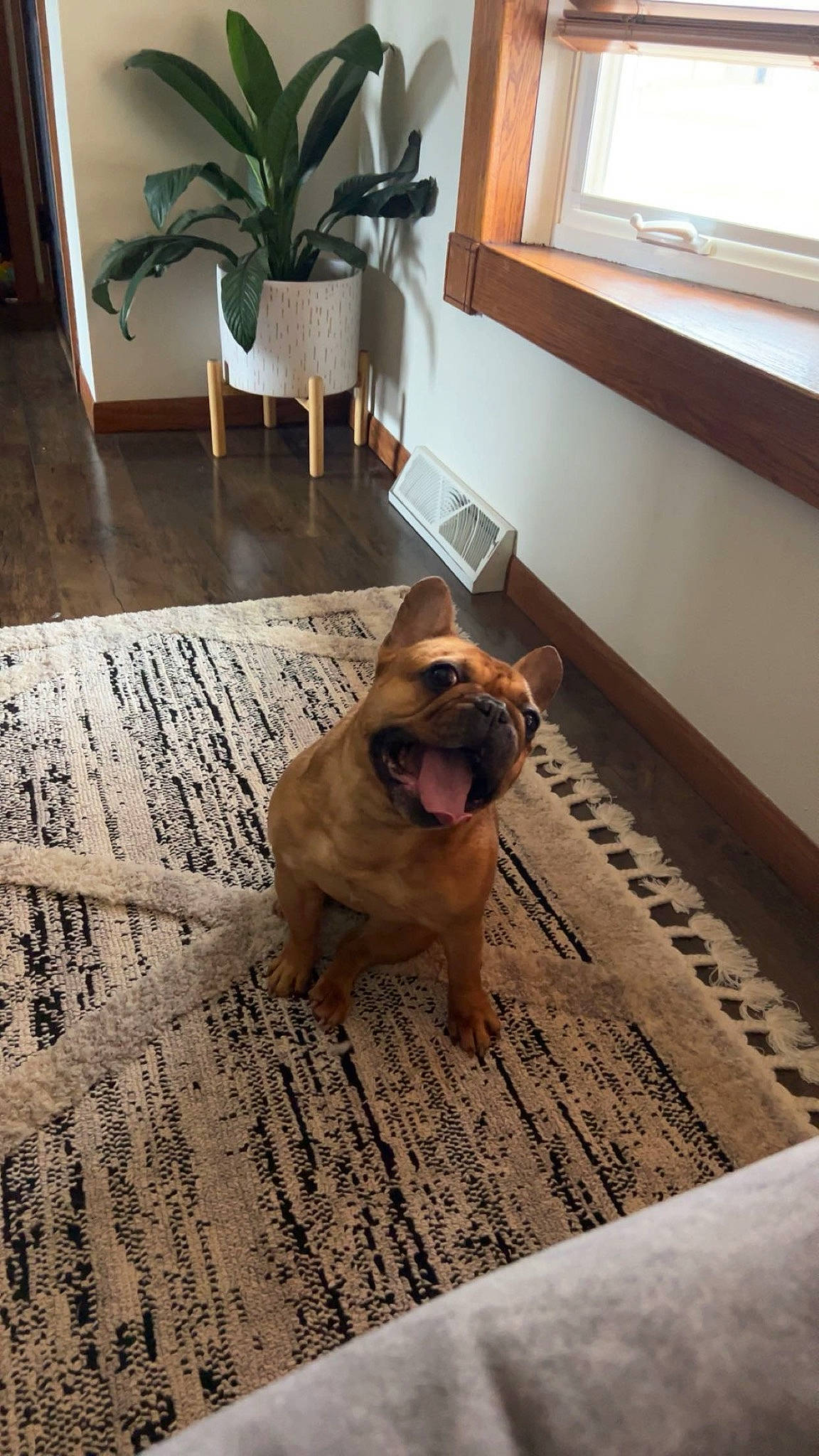 Finn joined the competition — help win amazing prizes! brown, carnivore, comfort, companion_dog, dog, dog_breed, fawn, floor, flooring, hardwood, houseplant, interior_design, laminate_flooring, plant, room, snout, window, wood, wood_flooring, working_animal