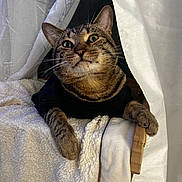 Kitty joined the competition — help win amazing prizes! cat, tabby, pet, animal, curious, feline, whiskers, ears, paw, blanket, curtain, cozy, indoor, soft, wood, comfort, resting, cute, fur, closeup