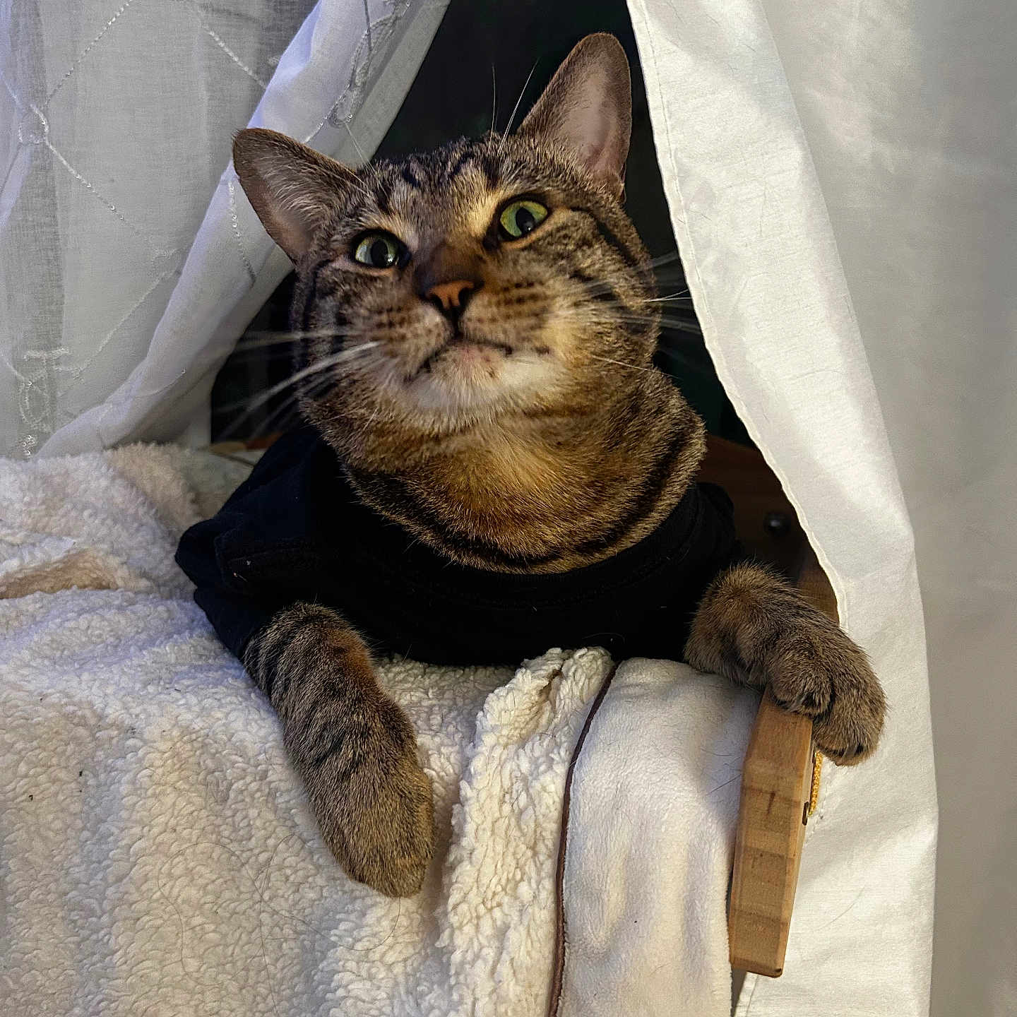 Kitty joined the competition — help win amazing prizes! animal, blanket, cat, closeup, comfort, cozy, curious, curtain, cute, ears, feline, fur, indoor, paw, pet, resting, soft, tabby, whiskers, wood