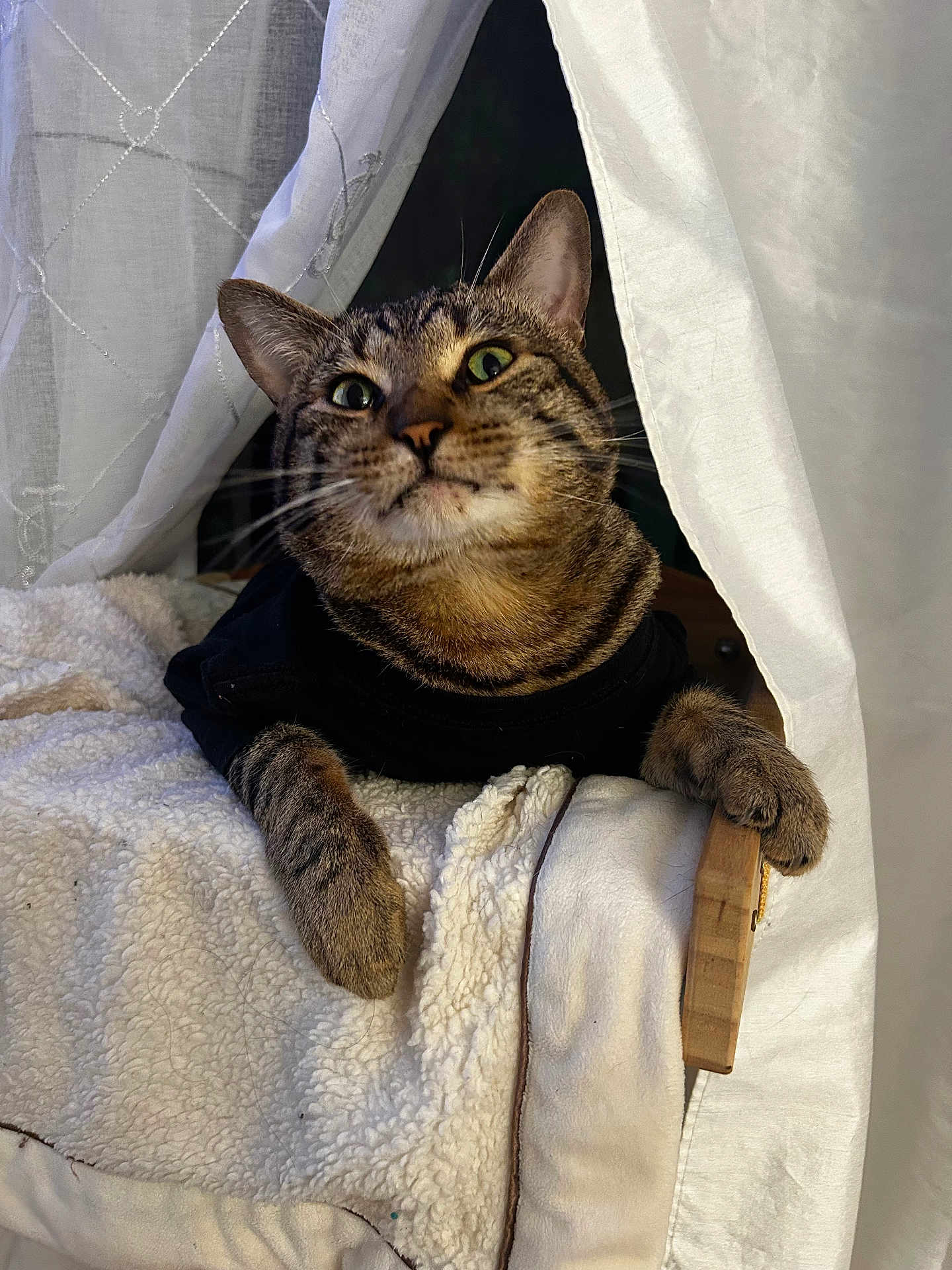 Kitty joined the competition — help win amazing prizes! cat, tabby, pet, animal, curious, feline, whiskers, ears, paw, blanket, curtain, cozy, indoor, soft, wood, comfort, resting, cute, fur, closeup