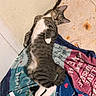 Mister Hands is registered to the contest to win money with this photo: cat, tabby, white_paws, white_chest, sleeping, lying_down, relaxed, cute, pet, animal, fur, whiskers, ears, eyes, blanket, bed, indoor, cozy, portrait, playful