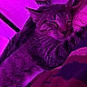 Mister Hands joined the competition — help win amazing prizes! cat, tabby, pet, animal, sleeping, relaxed, closed_eyes, whiskers, fur, striped_fur, ears, face, grooming, brush, brushing, purple_lighting, indoor, blanket, cozy, portrait