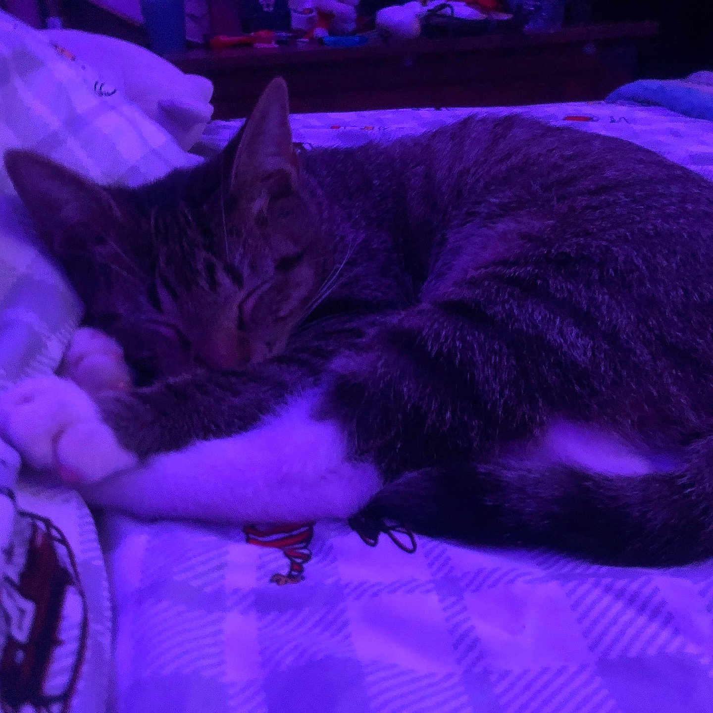 Mister Hands is registered to the contest to win money with this photo: cat, tabby_cat, sleeping, sleepy, curled_up, bed, blanket, bedding, indoors, bedroom, cozy, relaxed, pet, fur, whiskers, ears, night, purple_lighting, resting, animal