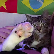 Mister Hands joined the competition — help win amazing prizes! cat, tabby_cat, kitten, pet, animal, plush_toy, toy_mouse, bed, blanket, indoor, portrait, sitting, lying_down, green_eyes, whiskers, fur, paws, flag, brazil_flag, cameroon_flag