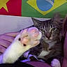 cat, tabby_cat, kitten, pet, animal, plush_toy, toy_mouse, bed, blanket, indoor, portrait, sitting, lying_down, green_eyes, whiskers, fur, paws, flag, brazil_flag, cameroon_flag