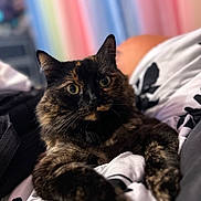 Baby joined the competition — help win amazing prizes! abyssinian, animal, bed, bedroom, blanket, brasssection, cat, couch, furniture, homedecor, horn, indoors, kitten, laundry, manx, musicalinstrument, person, pet, quilt, room