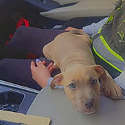 Bronx joined the competition — help win amazing prizes! animal, car, car_interior, car_seat, collar, cute, dog, emoji, eyes, face, hand, lying_down, passenger, pet, pit_bull, puppy, sitting, sleepy, tan_dog, text_overlay