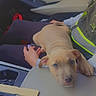 animal, car, car_interior, car_seat, collar, cute, dog, emoji, eyes, face, hand, lying_down, passenger, pet, pit_bull, puppy, sitting, sleepy, tan_dog, text_overlay