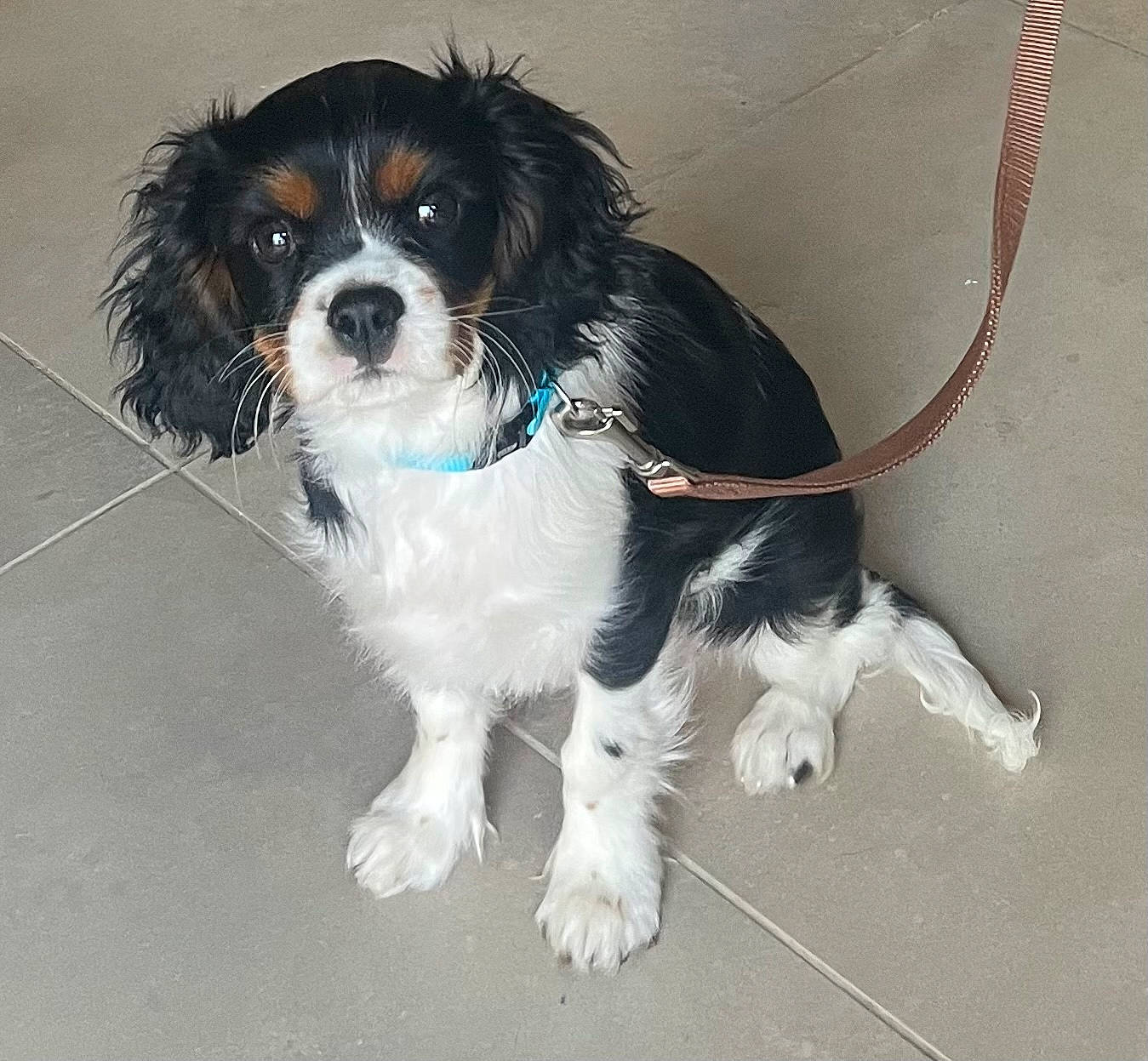 Charlie a rejoint le concours — aidez-le/la à gagner de superbes lots ! canidae, carnivore, cavalier_king_charles_spaniel, collar, companion_dog, dog, dog_breed, dog_collar, dog_supply, electric_blue, fur, gun_dog, herding_dog, puppy, spaniel, sporting_group, toy_dog, water_dog, working_animal, working_dog