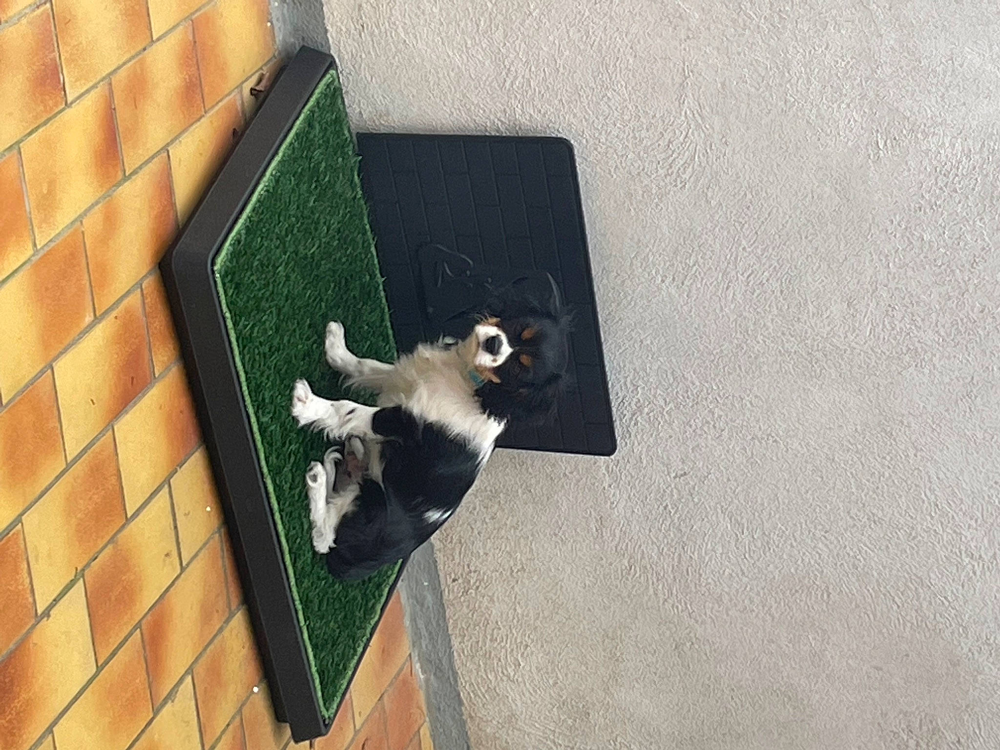 Charlie participe au concours pour gagner de l'argent avec cette photo : canidae, carnivore, dog_breed, fawn, flooring, hardwood, pet_supply, room, shadow, sporting_group, tail, wing, wood