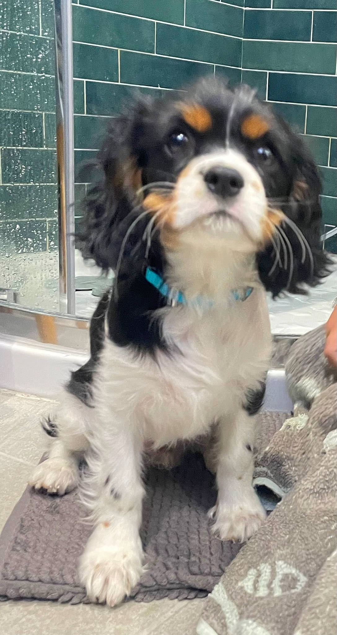 Charlie a rejoint le concours — aidez-le/la à gagner de superbes lots ! canidae, carnivore, cavalier_king_charles_spaniel, companion_dog, dog, dog_breed, dog_supply, door, fur, king_charles_spaniel, snout, spaniel, sporting_group, terrestrial_animal, toy_dog, working_animal, working_dog