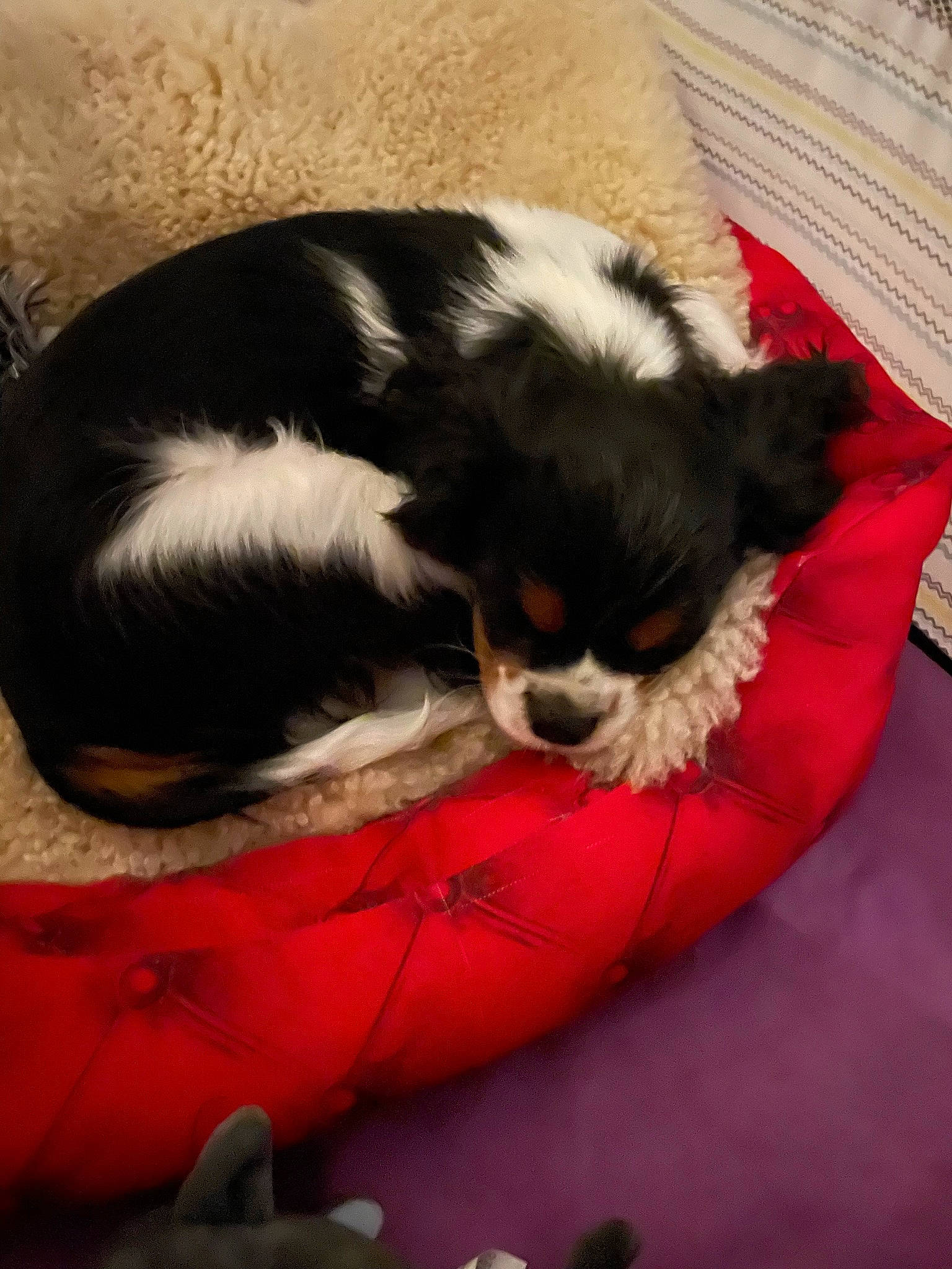 Charlie participe au concours pour gagner de l'argent avec cette photo : bored, canidae, carnivore, cavalier_king_charles_spaniel, comfort, companion_dog, corgi_chihuahua, dog, dog_breed, dog_supply, fur, king_charles_spaniel, landseer, nap, non_sporting_group, pyrenean_mastiff, sporting_group, terrestrial_animal, toy_dog