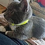 cat, gray_cat, white_paws, yellow_collar, pet, indoor, furniture, couch, blanket, person_lap, side_view, domestic_animal, relaxed, looking_away, whiskers, fur, household, cozy, animal, closeup