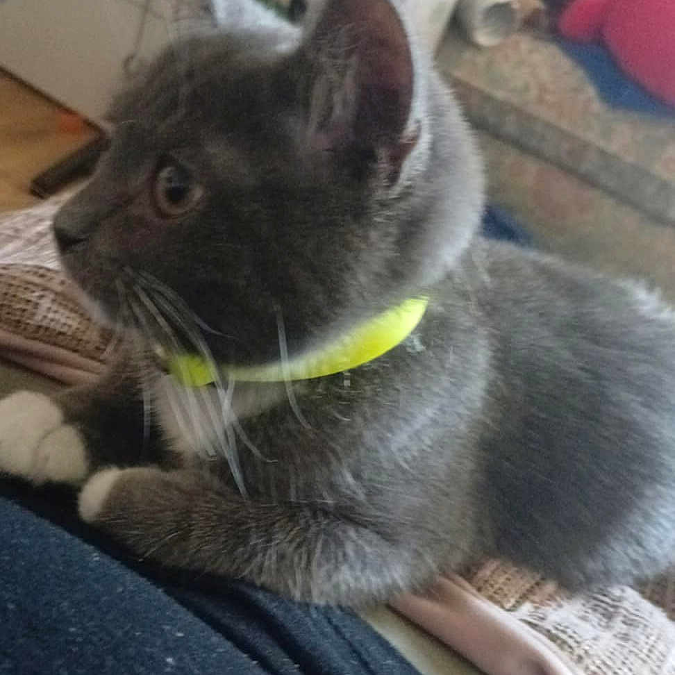 Luna joined the competition — help win amazing prizes! animal, blanket, cat, closeup, couch, cozy, domestic_animal, fur, furniture, gray_cat, household, indoor, looking_away, person_lap, pet, relaxed, side_view, whiskers, white_paws, yellow_collar