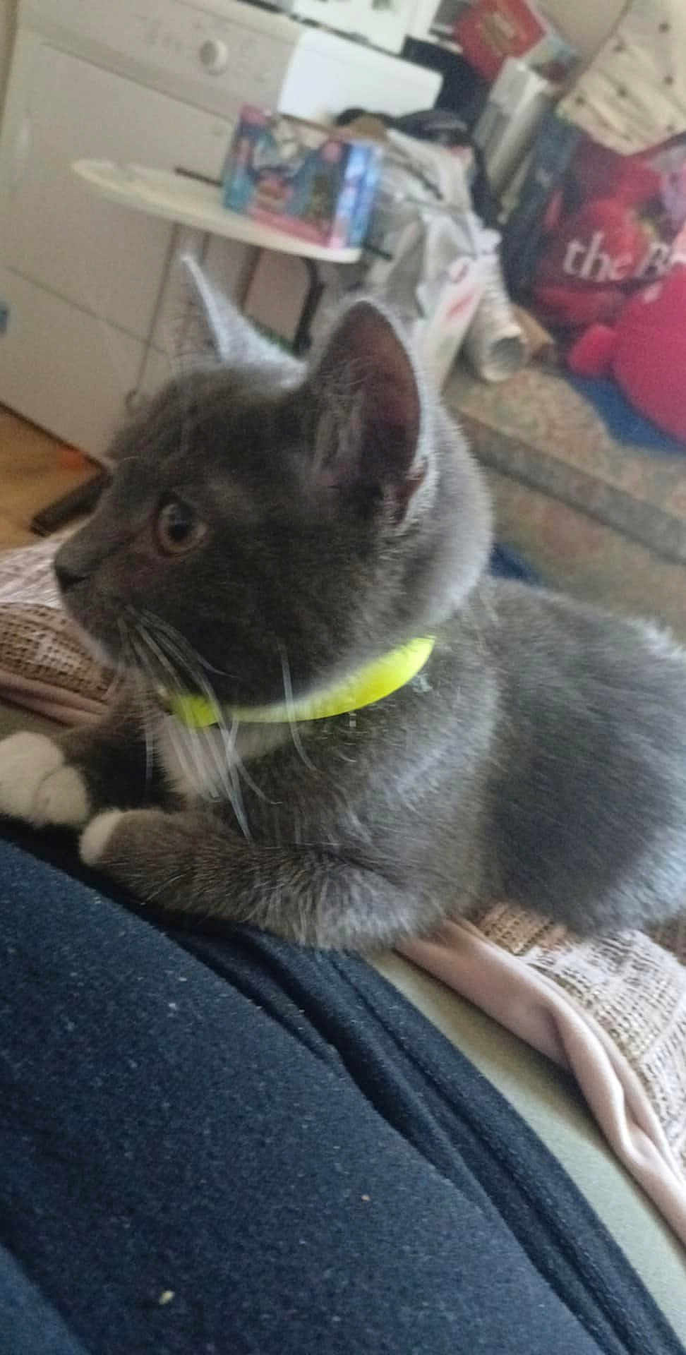 Luna joined the competition — help win amazing prizes! cat, gray_cat, white_paws, yellow_collar, pet, indoor, furniture, couch, blanket, person_lap, side_view, domestic_animal, relaxed, looking_away, whiskers, fur, household, cozy, animal, closeup