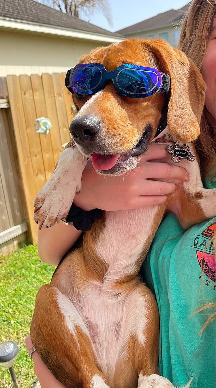 Beasley joined the competition — help win amazing prizes! carnivore, collar, companion_dog, dog, dog_breed, dog_collar, door, eyewear, fawn, fur, gesture, goggles, liver, pet_supply, snout, sporting_group, street_fashion, sunglasses, vision_care, working_animal