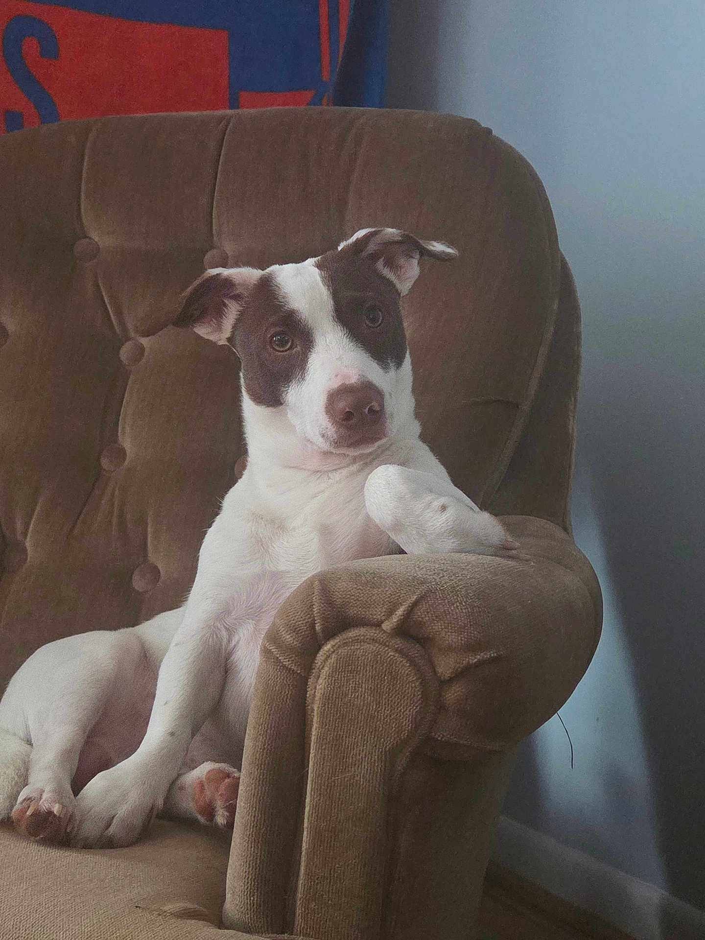 Rollo joined the competition — help win amazing prizes! dog, puppy, armchair, upholstery, brown, white, pet, portrait, sitting, cute, looking_at_camera, indoor, furniture, cozy, paw, ears, nose, relaxed, banner, wall