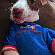 Rollo is registered to the contest to win money with this photo: dog, puppy, smiling, blue_jersey, team_shirt, florida, close_up, portrait, pet, canine, domestic_animal, whiskers, pink_nose, ears, paw, tongue, couch, indoor, cute, happy