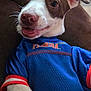 dog, puppy, smiling, blue_jersey, team_shirt, florida, close_up, portrait, pet, canine, domestic_animal, whiskers, pink_nose, ears, paw, tongue, couch, indoor, cute, happy