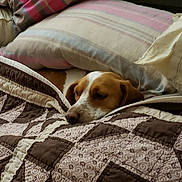 Patti is registered to the contest to win money with this photo: american_foxhound, beagle, canidae, carnivore, comfort, companion_dog, danish_swedish_farmdog, dog, dog_breed, drever, furniture, harrier, linens, mammal, nap, russell_terrier, snout