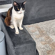 Chado a rejoint le concours — aidez-le/la à gagner de superbes lots ! cat, feline, pet, gray_couch, armrest, indoor, carpet, beige_rug, sitting, fur, whiskers, yellow_eyes, domestic_animal, resting, household, cozy, furniture, animal_portrait, black_and_white_cat, brown_fur