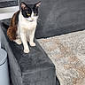 cat, feline, pet, gray_couch, armrest, indoor, carpet, beige_rug, sitting, fur, whiskers, yellow_eyes, domestic_animal, resting, household, cozy, furniture, animal_portrait, black_and_white_cat, brown_fur