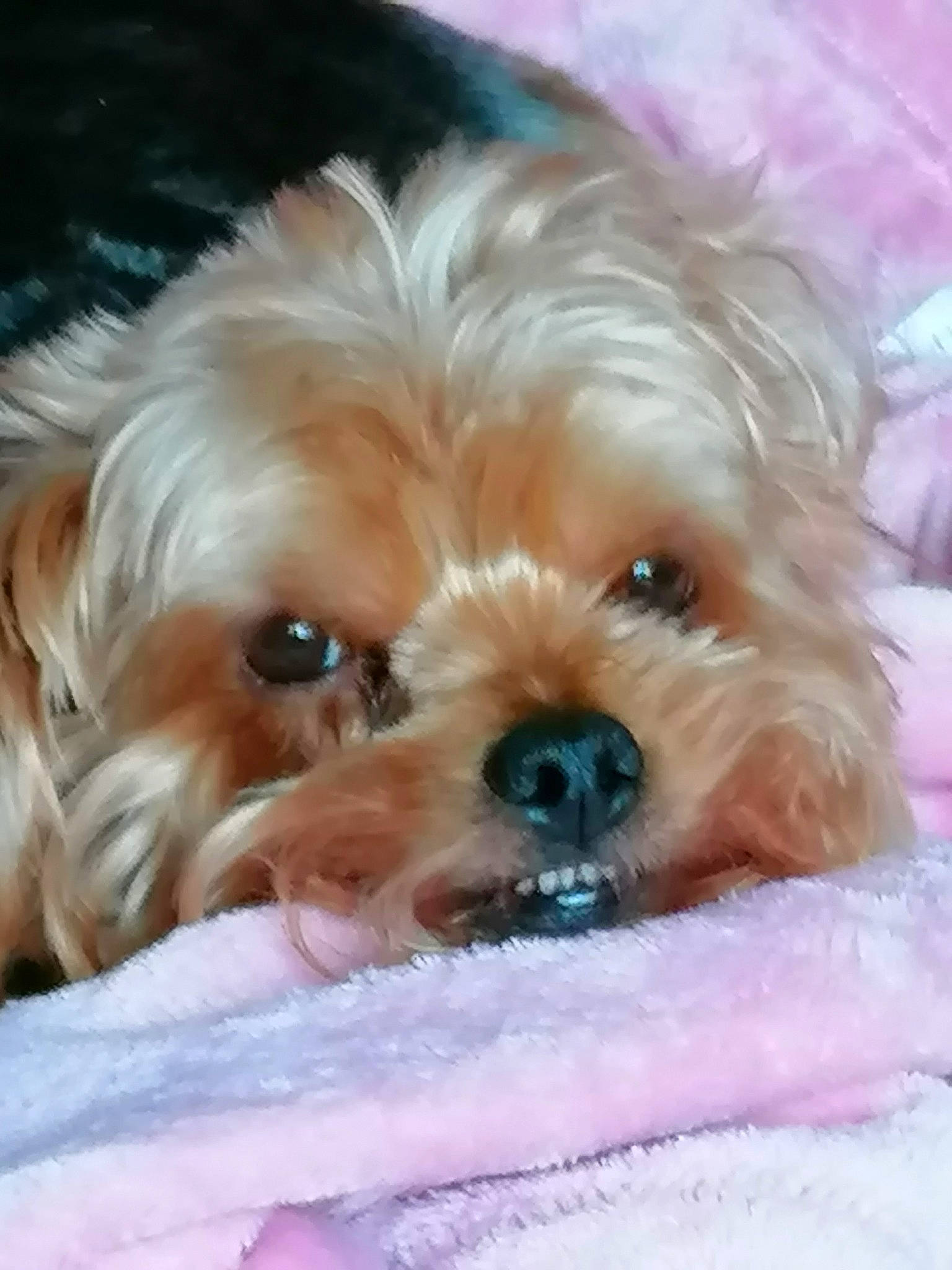 Lixie a rejoint le concours — aidez-le/la à gagner de superbes lots ! blond, canidae, carnivore, close_up, companion_dog, dog, dog_breed, fawn, fur, hair, head, liver, maltepoo, puppy, small_terrier, snout, sporting_group, terrier, toy_dog, working_animal