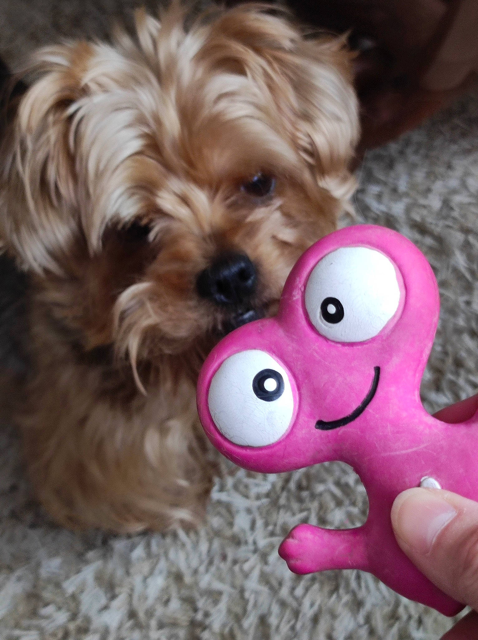 Lixie participe au concours pour gagner de l'argent avec cette photo : canidae, carnivore, companion_dog, dog, dog_breed, dog_supply, firefighter, fur, liver, pet_supply, plush, small_terrier, snout, sporting_group, stuffed_toy, terrier, toy, toy_dog, working_animal, yorkipoo