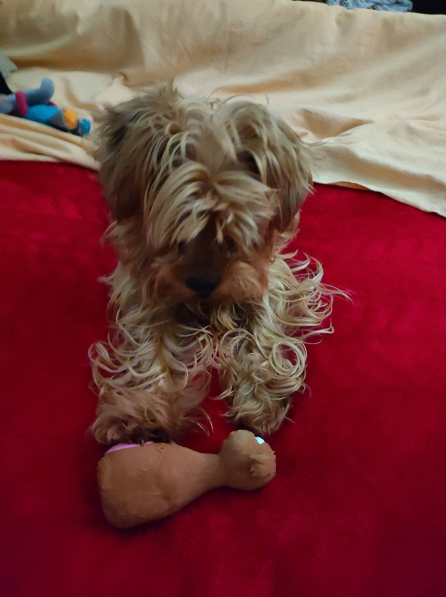 Lixie a rejoint le concours — aidez-le/la à gagner de superbes lots ! biewer_terrier, canidae, carnivore, companion_dog, dog, dog_breed, dog_supply, fur, liver, maltepoo, non_sporting_group, poodle_crossbreed, small_terrier, sporting_group, terrier, toy_dog, water_dog, working_animal, yorkipoo