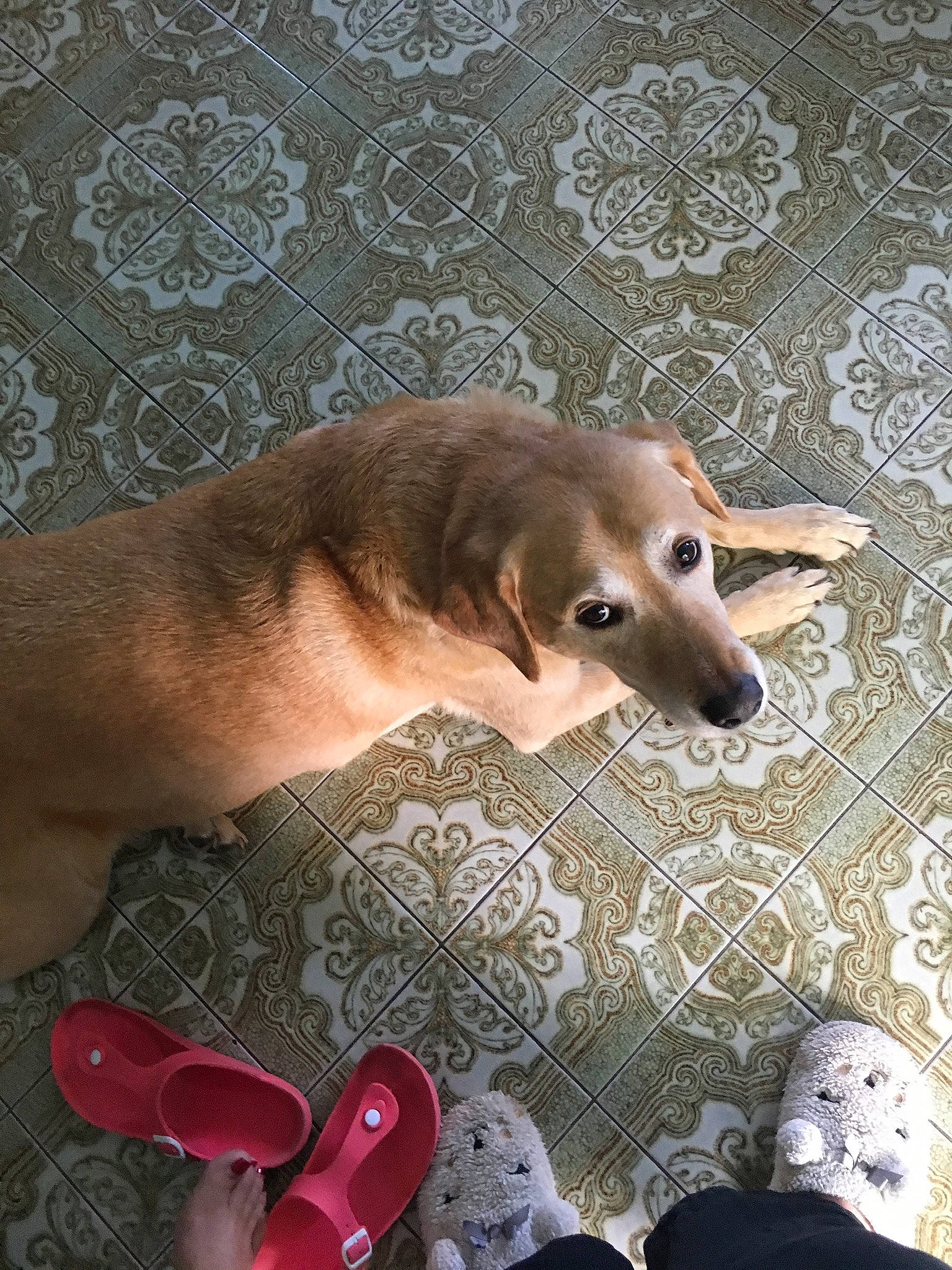Stanley participe au concours pour gagner de l'argent avec cette photo : canidae, carmine, carnivore, comfort, companion_dog, dog, dog_breed, dog_supply, door, fawn, flooring, fur, liver, paw, snout, sporting_group, tail, whiskers, wood, working_animal