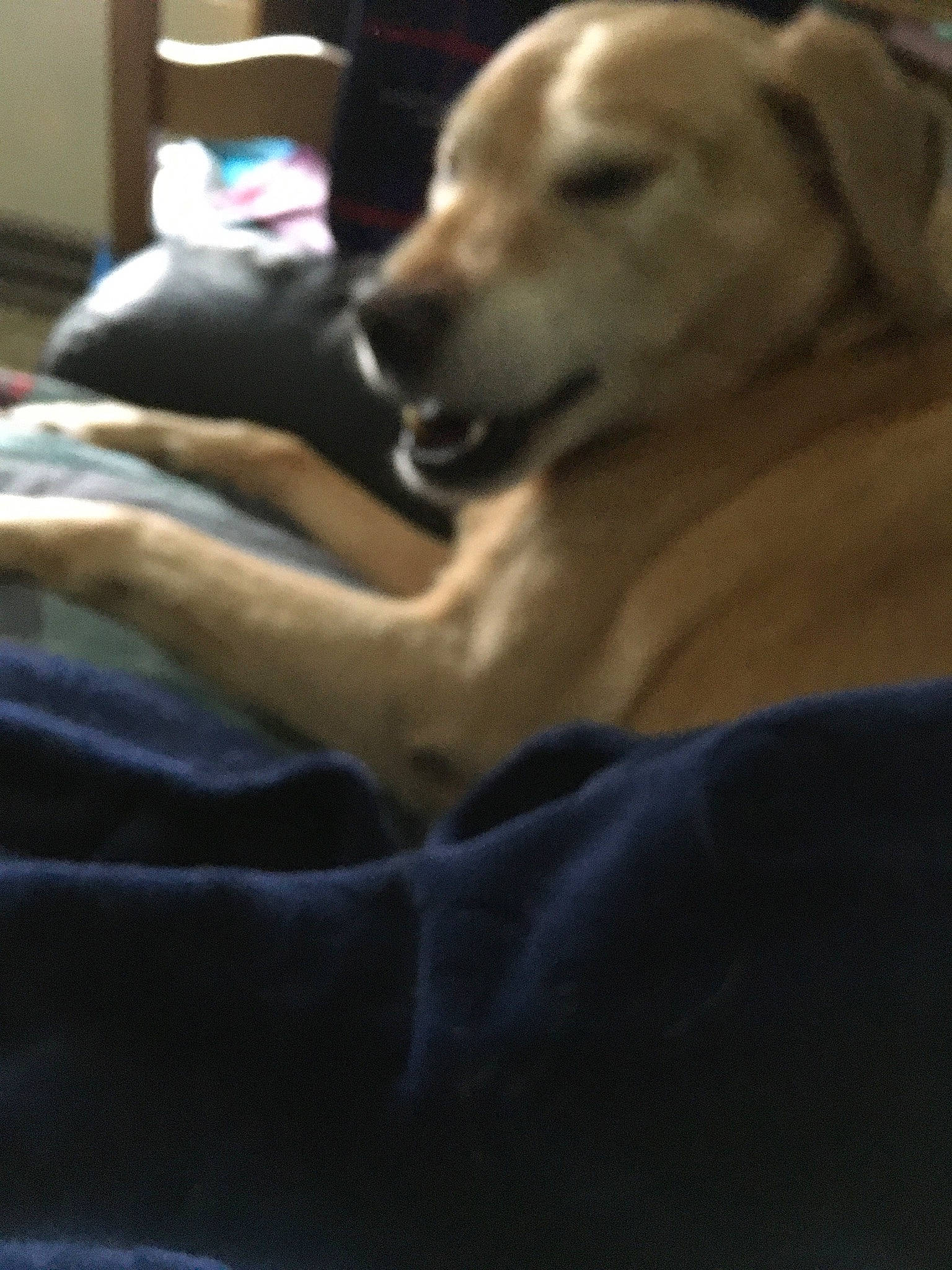 Stanley participe au concours pour gagner de l'argent avec cette photo : canidae, carnivore, comfort, companion_dog, dog, dog_breed, fawn, fur, guard_dog, non_sporting_group, retriever, sitting, sporting_group, terrestrial_animal, working_animal